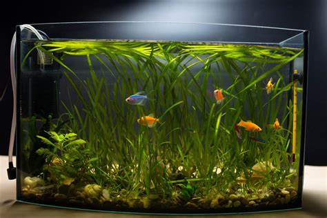 Care Guide for GloFish – Fluorescent Fish for Beginners.